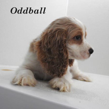 puppy, for, sale, Cocker Spaniel, Joe & Cherri  Overlease, dog, breeder, Miller, MO, dog-breeder, puppy-for-sale, forsale, nearby, find, puppyfind, locator, puppylocator, aca